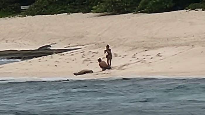 tip411 monk seal couple violation